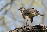 Cooper's Hawk